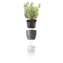 Herb Pot