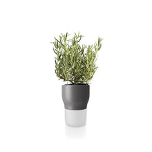 Herb Pot