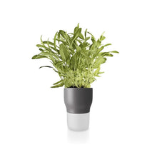 Herb Pot